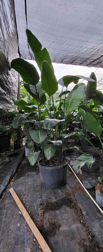 strelitzia-nicolai-white-bird-of-paradise