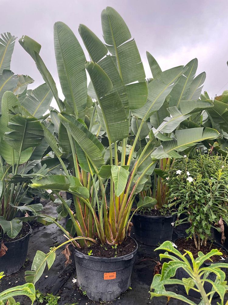 strelitzia-nicolai-white-bird-of-paradise