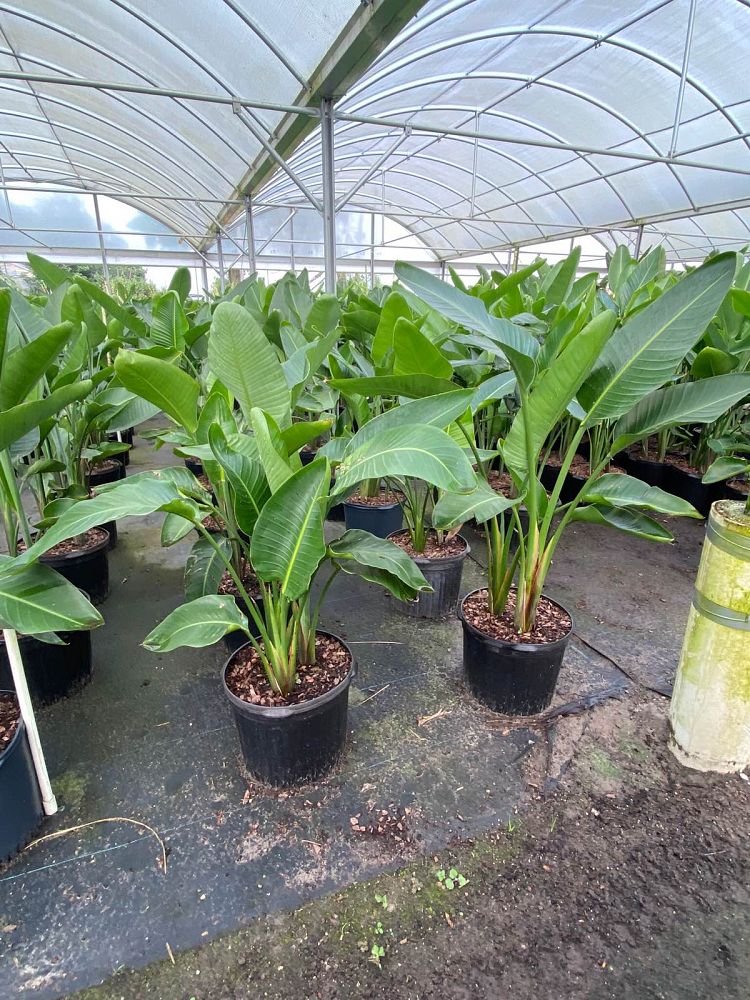 strelitzia-nicolai-white-bird-of-paradise