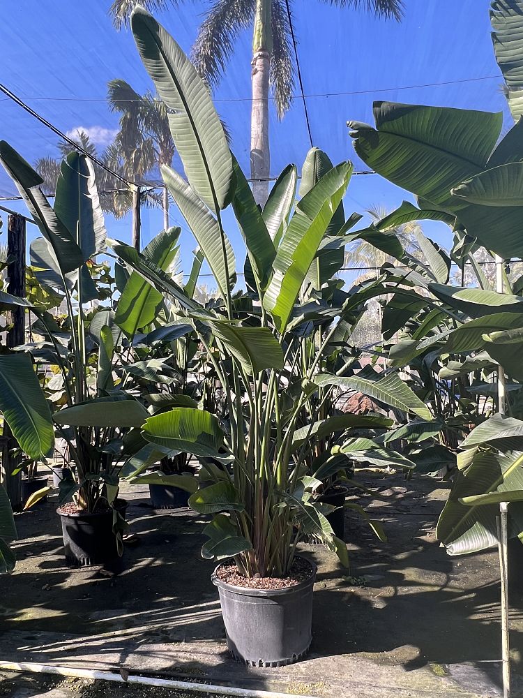 strelitzia-nicolai-white-bird-of-paradise