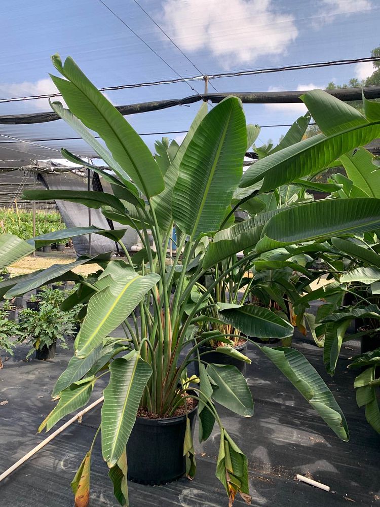 strelitzia-nicolai-white-bird-of-paradise