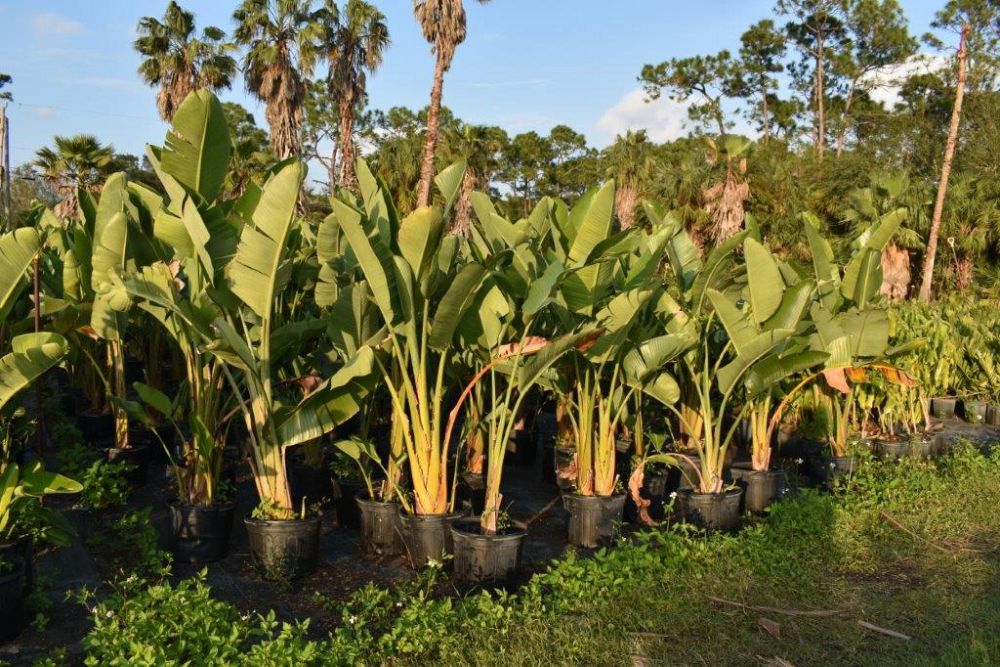 strelitzia-nicolai-white-bird-of-paradise