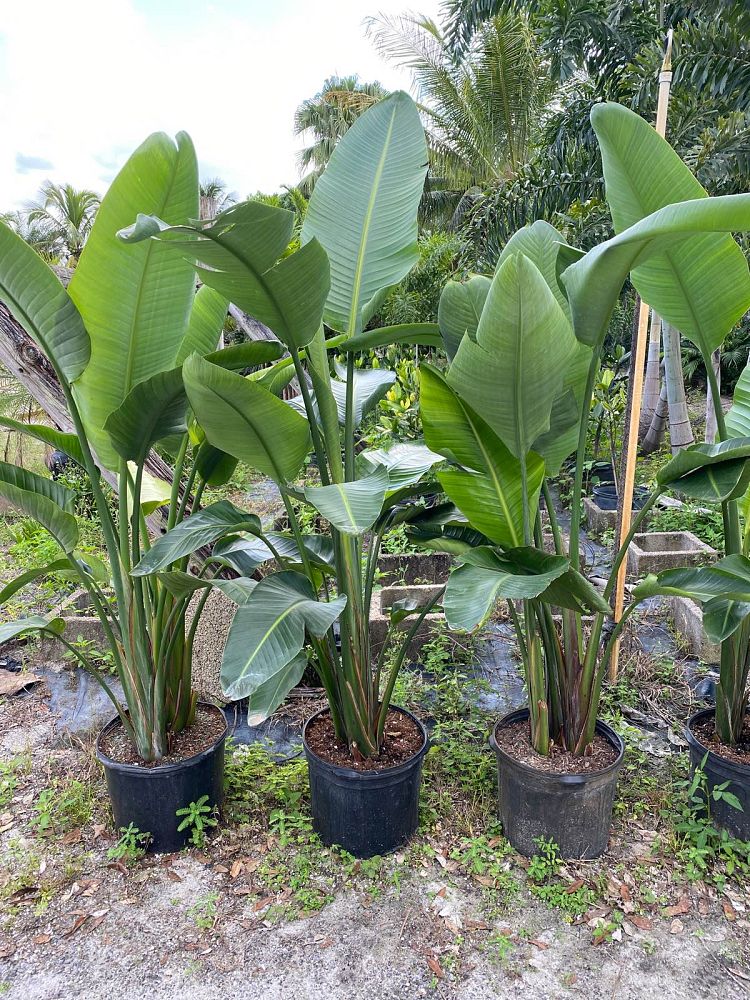 strelitzia-nicolai-white-bird-of-paradise