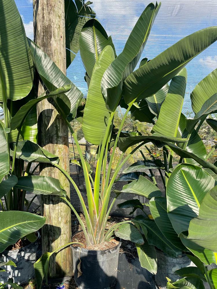 strelitzia-nicolai-white-bird-of-paradise