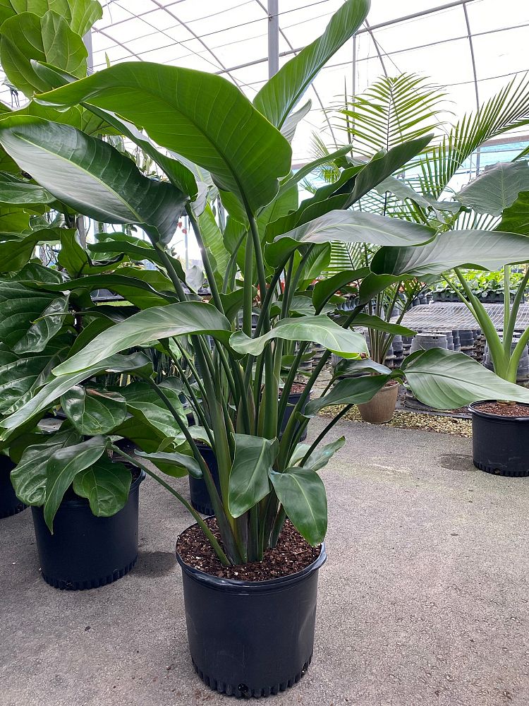strelitzia-nicolai-white-bird-of-paradise