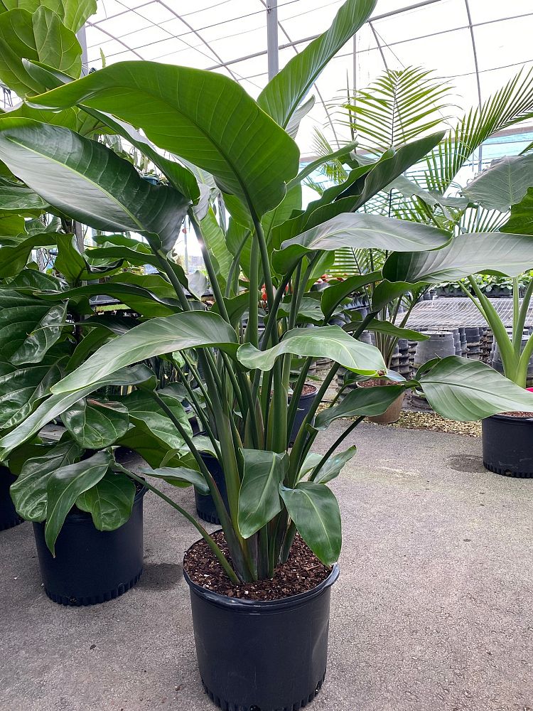 strelitzia-nicolai-white-bird-of-paradise