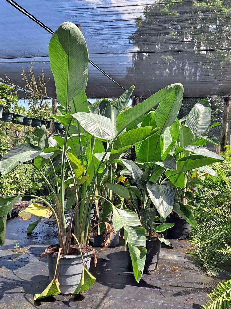strelitzia-nicolai-white-bird-of-paradise