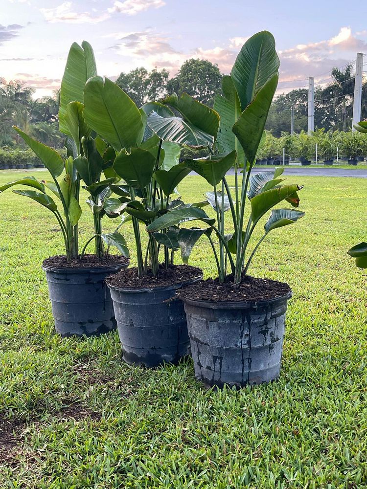 strelitzia-nicolai-white-bird-of-paradise