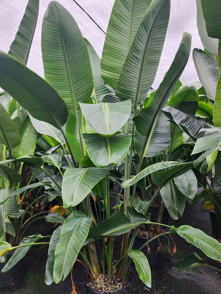 strelitzia-nicolai-white-bird-of-paradise