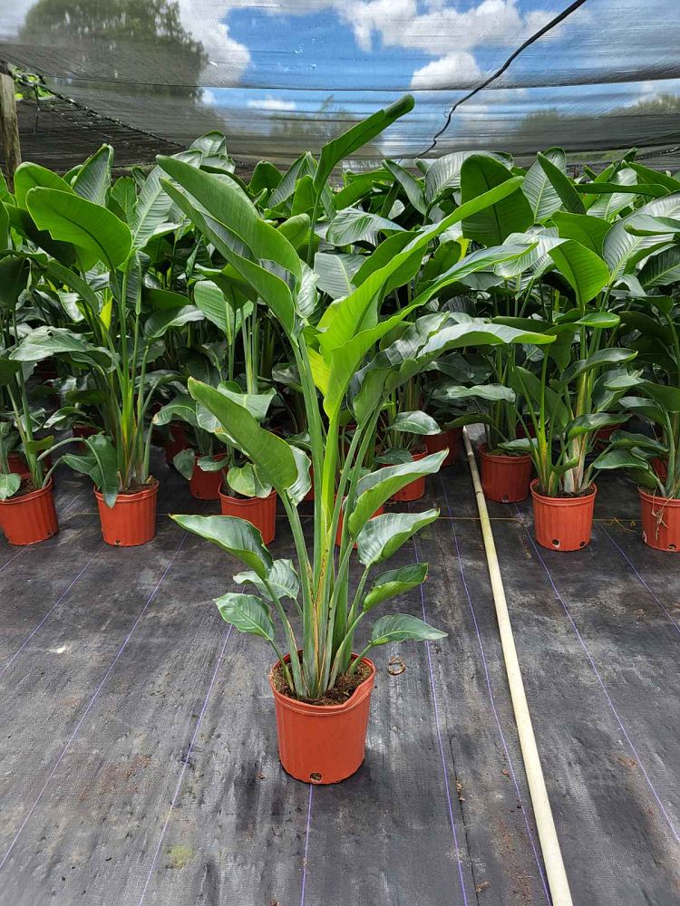 strelitzia-nicolai-white-bird-of-paradise