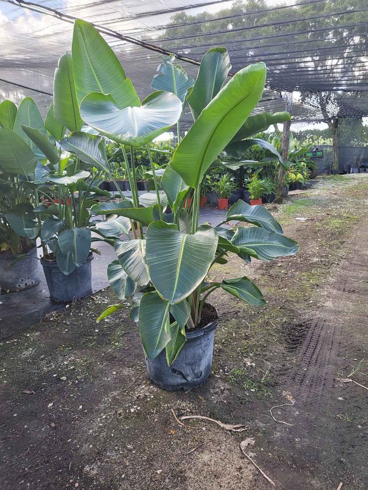 strelitzia-nicolai-white-bird-of-paradise