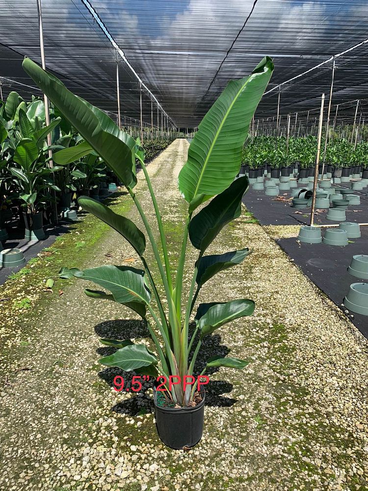 strelitzia-nicolai-white-bird-of-paradise