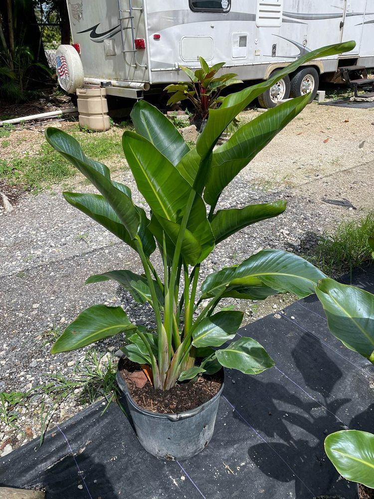 strelitzia-nicolai-white-bird-of-paradise