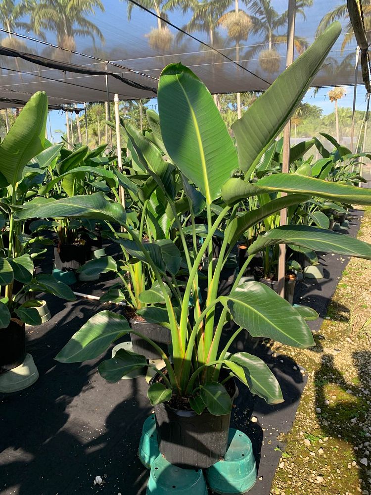 strelitzia-nicolai-white-bird-of-paradise