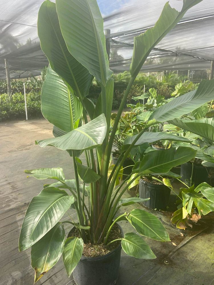 strelitzia-nicolai-white-bird-of-paradise
