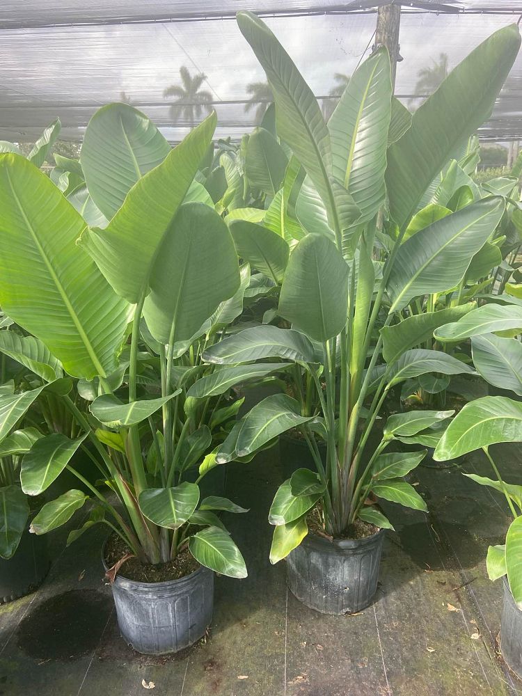 strelitzia-nicolai-white-bird-of-paradise