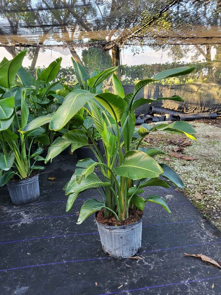 strelitzia-nicolai-white-bird-of-paradise