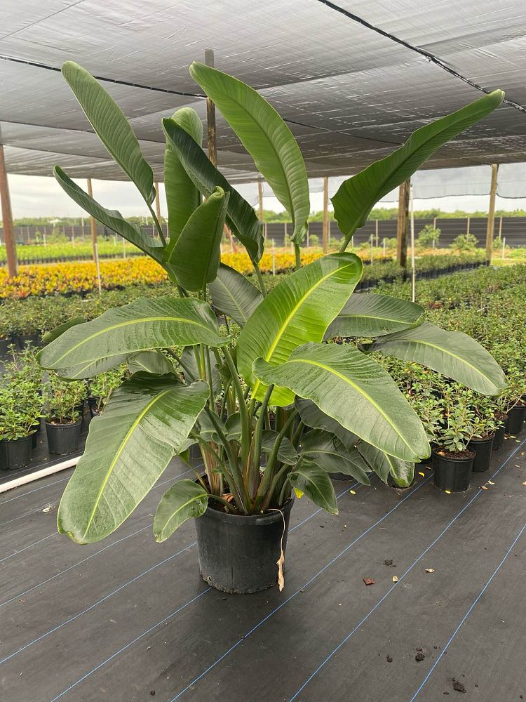 strelitzia-nicolai-white-bird-of-paradise