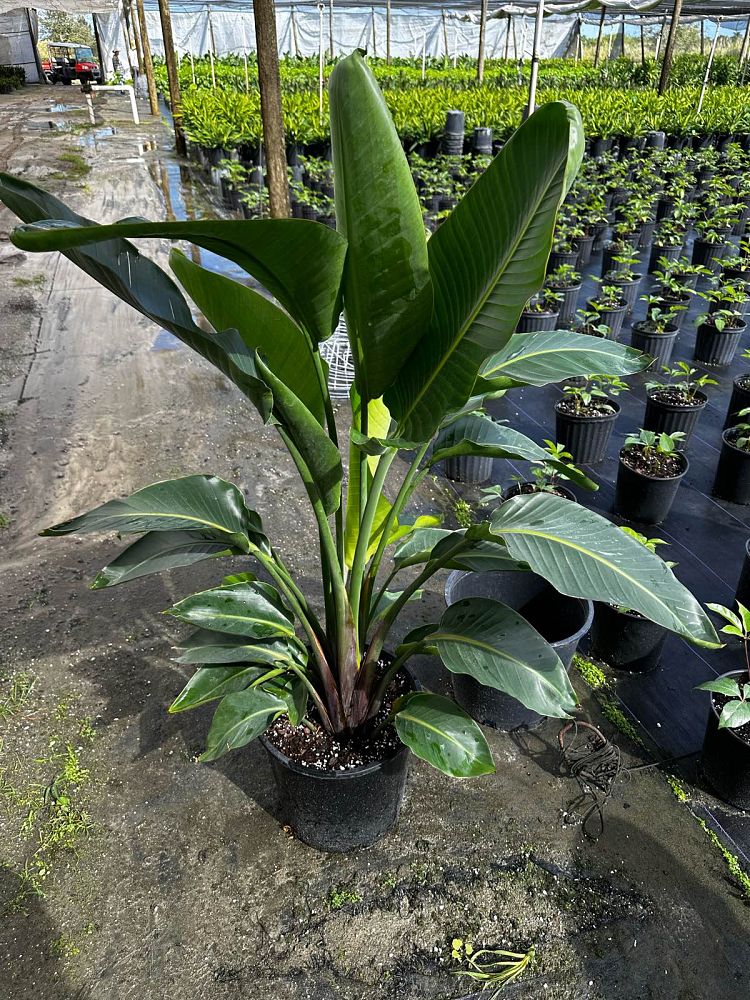 strelitzia-nicolai-white-bird-of-paradise