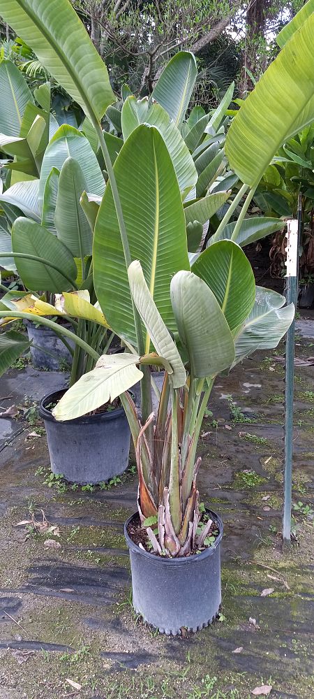 strelitzia-nicolai-white-bird-of-paradise