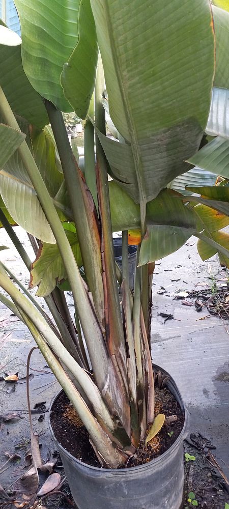 strelitzia-nicolai-white-bird-of-paradise
