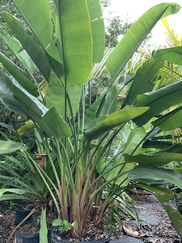 strelitzia-nicolai-white-bird-of-paradise