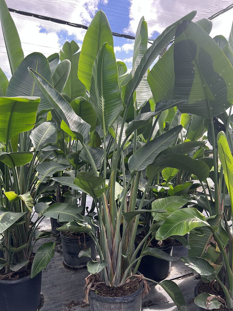 strelitzia-nicolai-white-bird-of-paradise