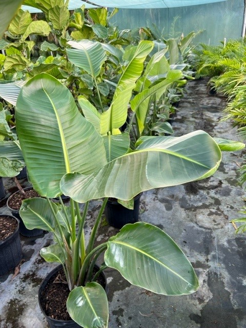 strelitzia-nicolai-white-bird-of-paradise