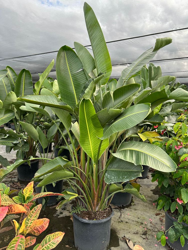 strelitzia-nicolai-white-bird-of-paradise