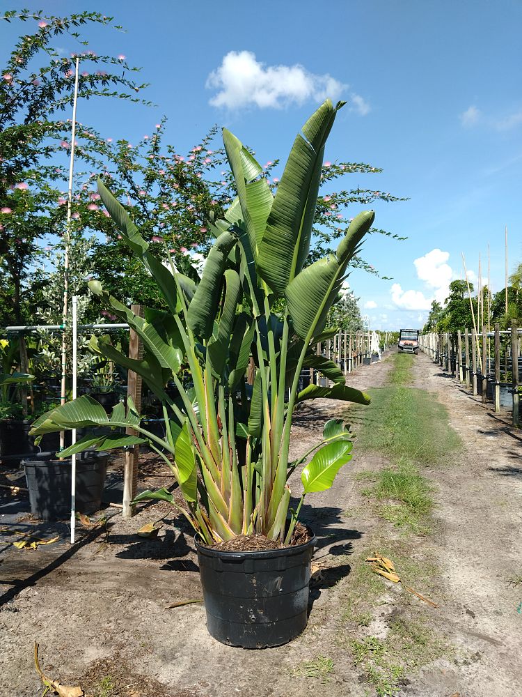 strelitzia-nicolai-white-bird-of-paradise
