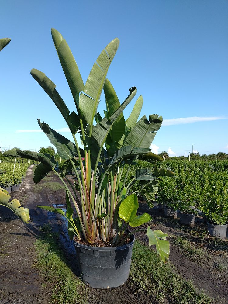 strelitzia-nicolai-white-bird-of-paradise