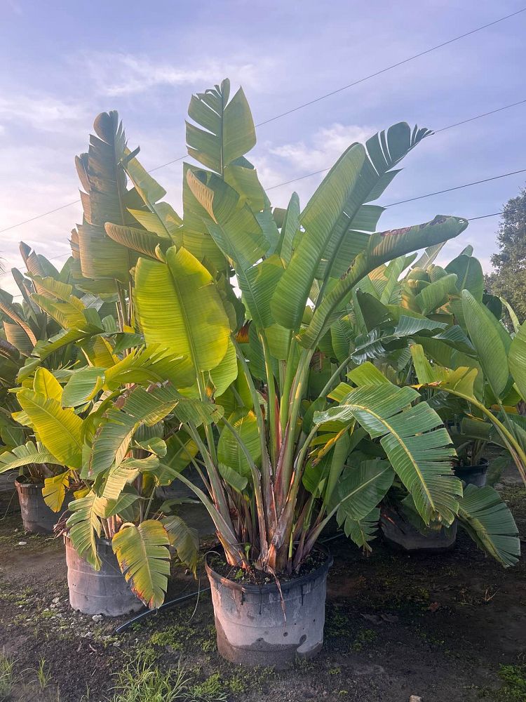 strelitzia-nicolai-white-bird-of-paradise