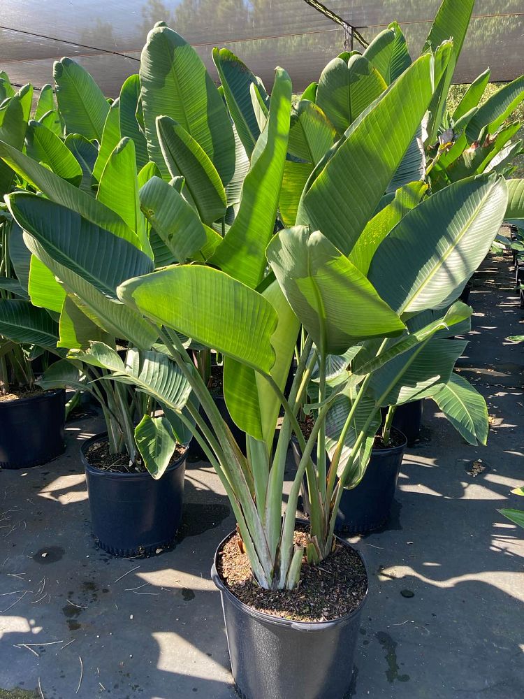 strelitzia-nicolai-white-bird-of-paradise
