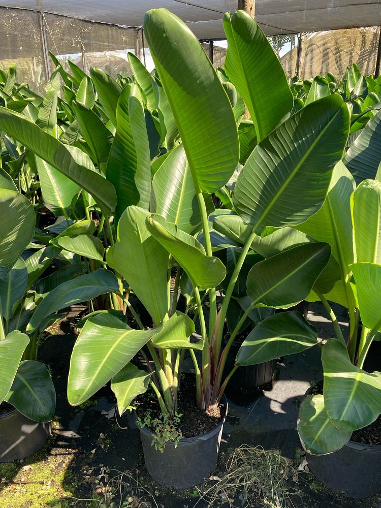 strelitzia-nicolai-white-bird-of-paradise