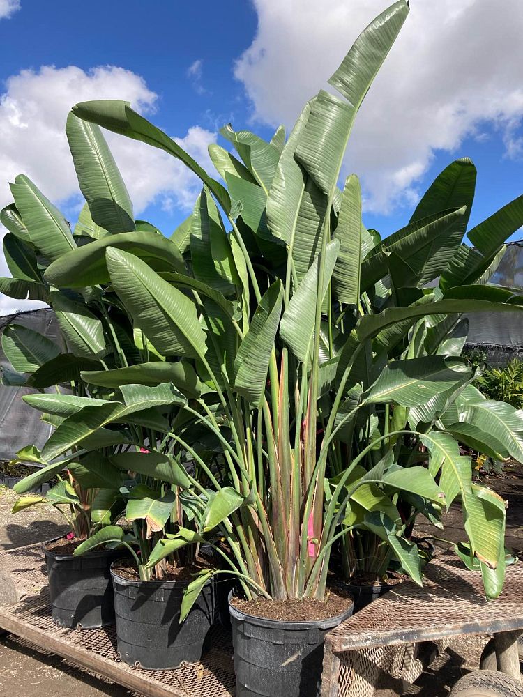 strelitzia-nicolai-white-bird-of-paradise