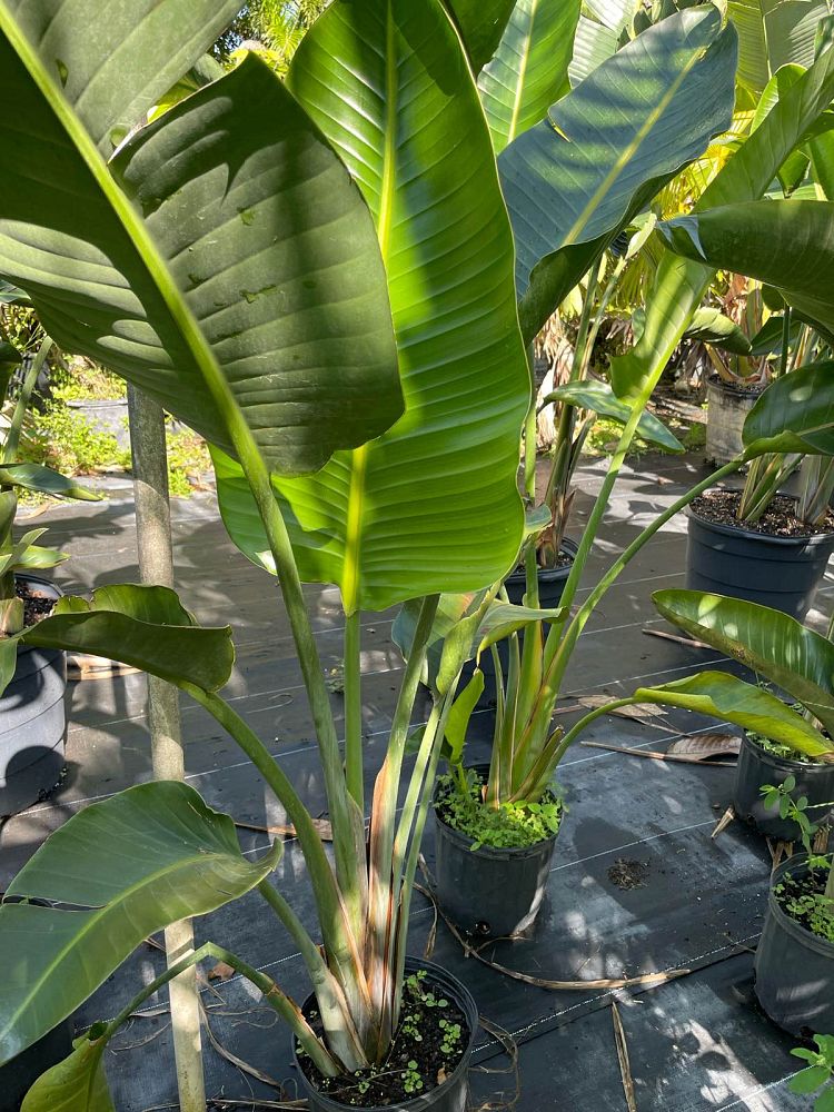 strelitzia-nicolai-white-bird-of-paradise