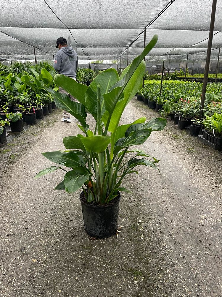 strelitzia-nicolai-white-bird-of-paradise