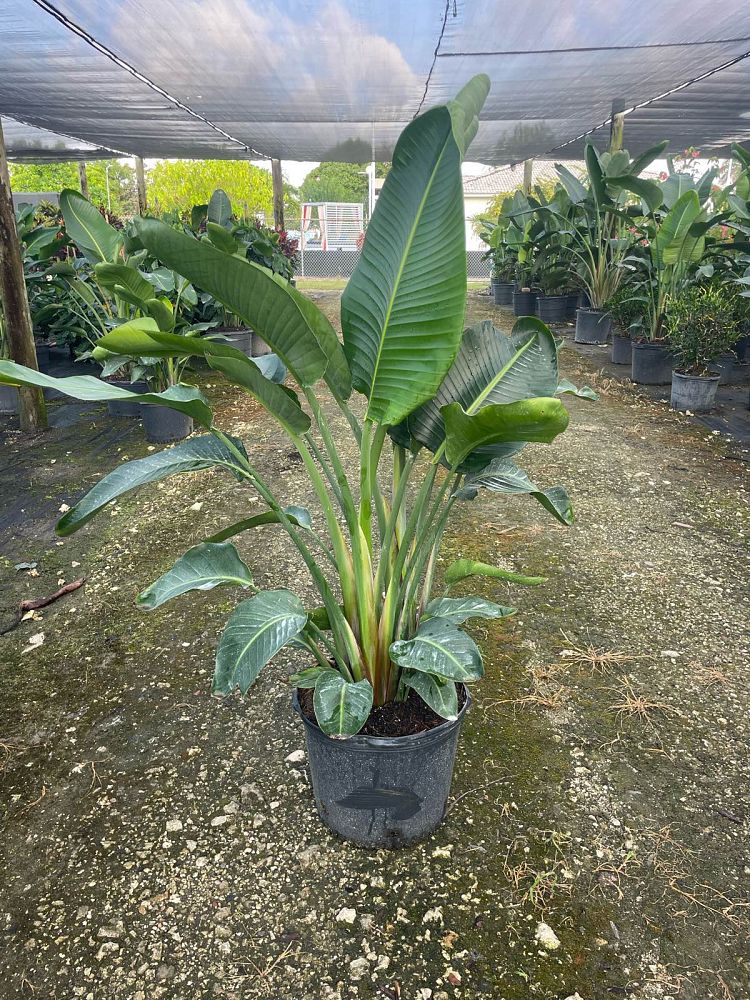 strelitzia-nicolai-white-bird-of-paradise