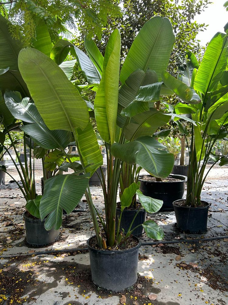 strelitzia-nicolai-white-bird-of-paradise