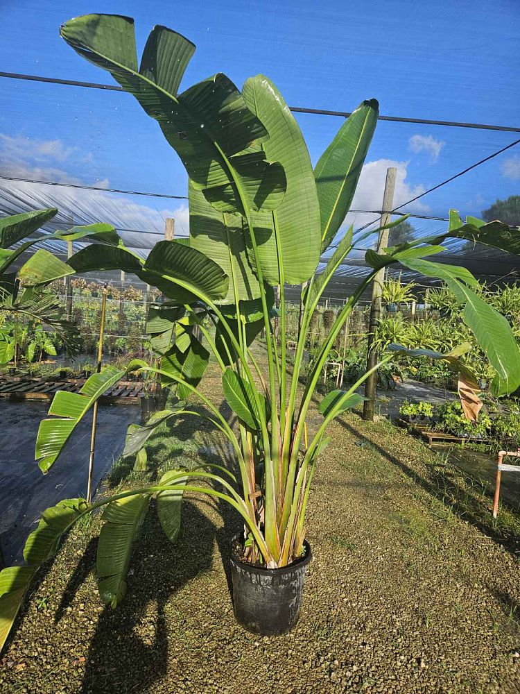 strelitzia-nicolai-white-bird-of-paradise
