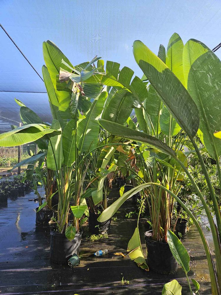 strelitzia-nicolai-white-bird-of-paradise