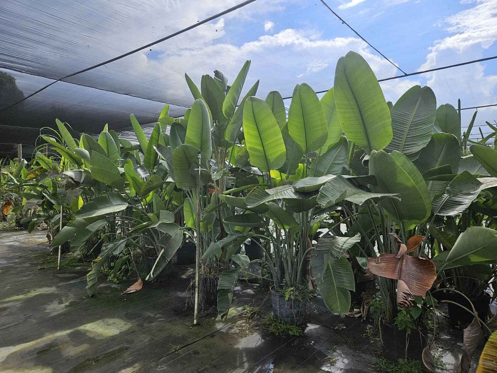 strelitzia-nicolai-white-bird-of-paradise