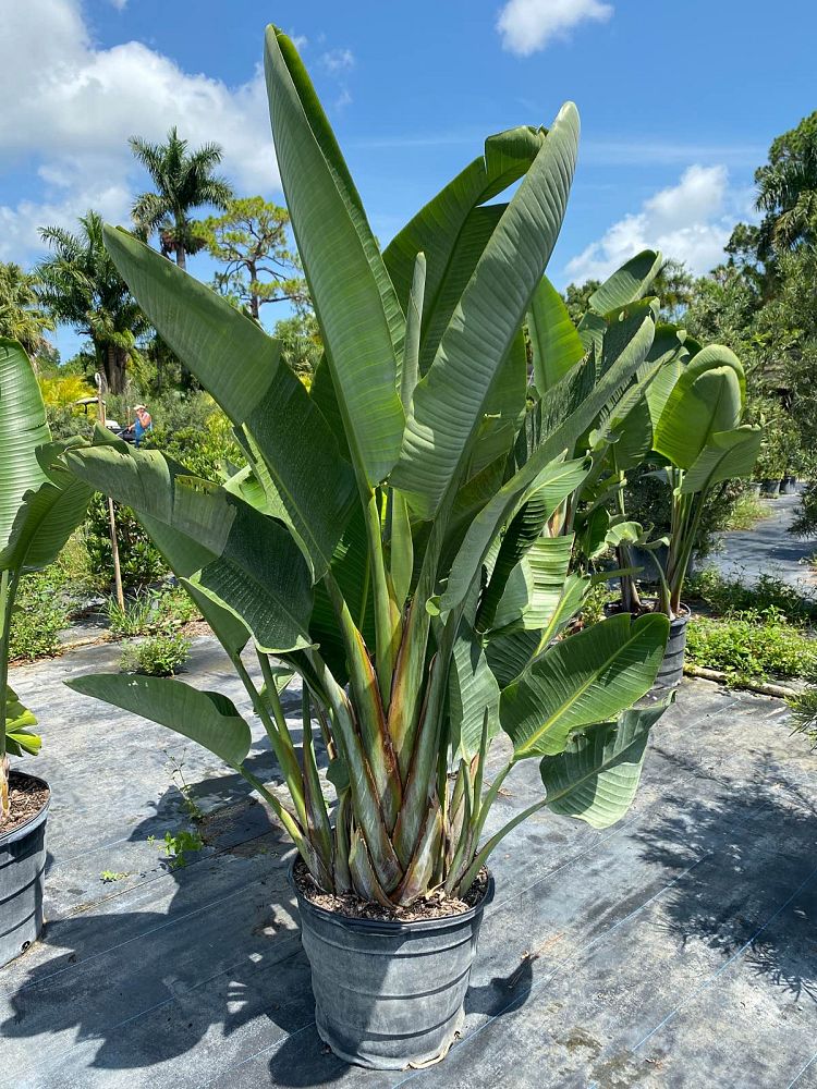 strelitzia-nicolai-white-bird-of-paradise