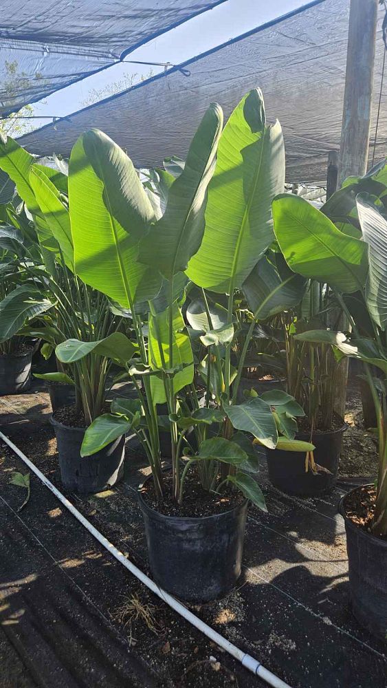 strelitzia-nicolai-white-bird-of-paradise