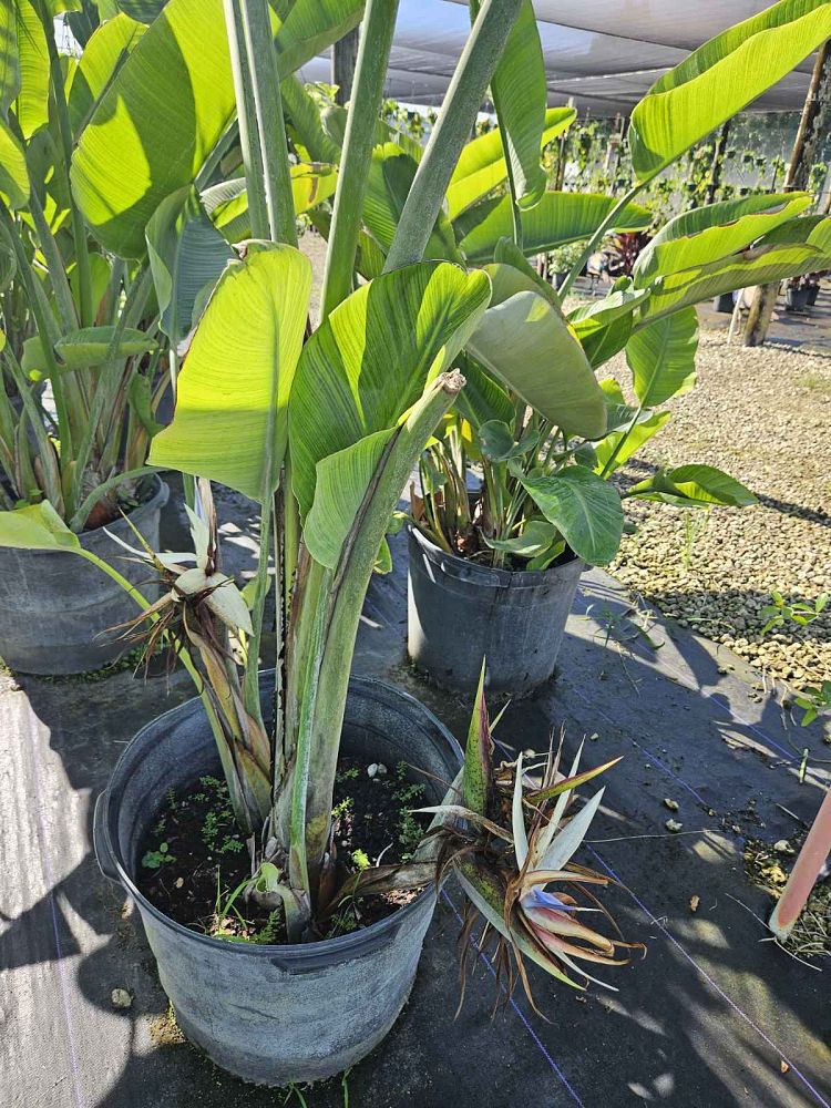 strelitzia-nicolai-white-bird-of-paradise