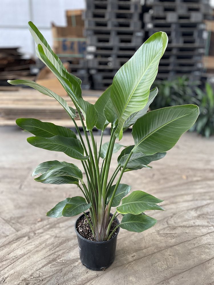 strelitzia-nicolai-white-bird-of-paradise