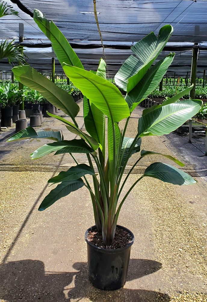 strelitzia-nicolai-white-bird-of-paradise