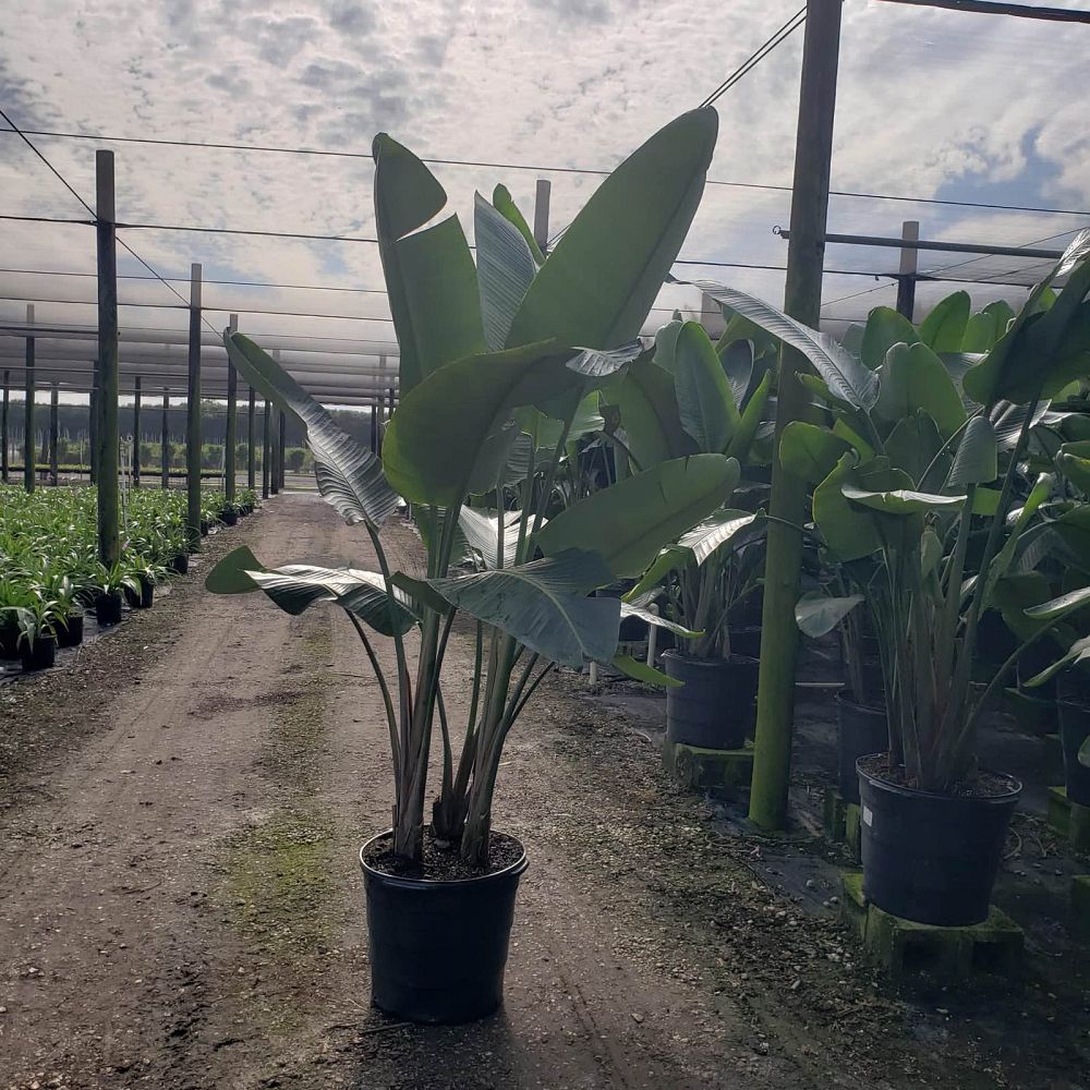 strelitzia-nicolai-white-bird-of-paradise