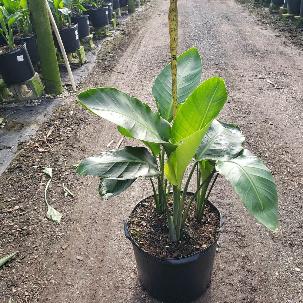 strelitzia-nicolai-white-bird-of-paradise