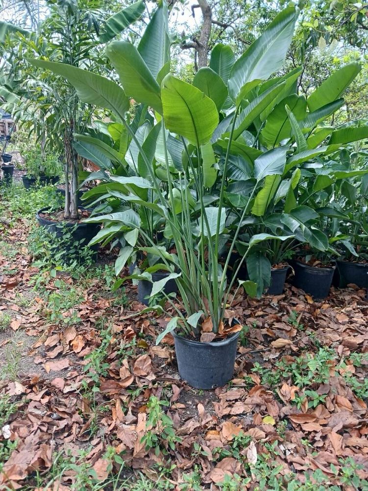 strelitzia-nicolai-white-bird-of-paradise